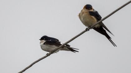 Common House Martin