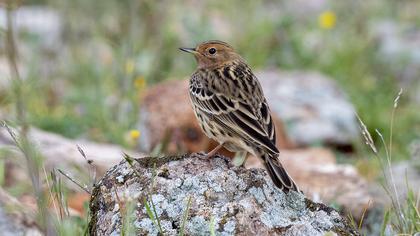 Red-throated Pipit