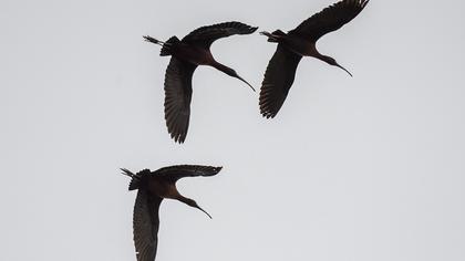 Glossy Ibis