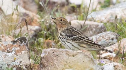 Red-throated Pipit