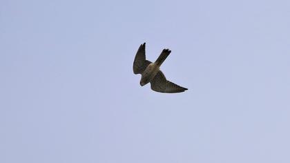 Common Kestrel