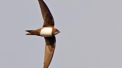 Alpine Swift