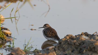 Wood Sandpiper