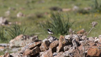 Finsch`s Wheatear