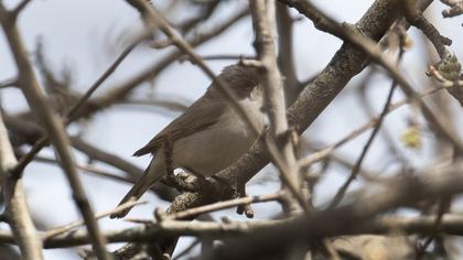 Lesser Whitethroat