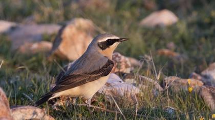 Northern Wheatear