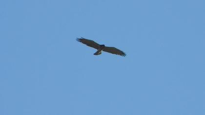 Short-toed Snake Eagle