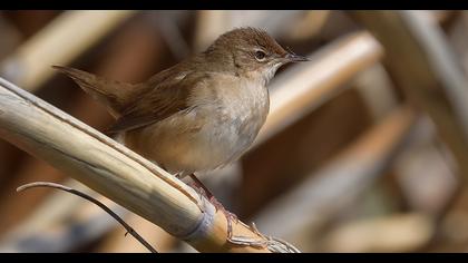 Savi`s Warbler