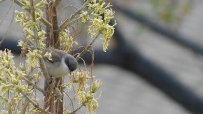 Lesser Whitethroat