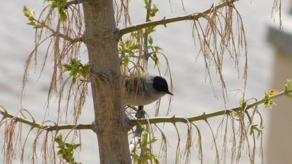 Eurasian Blackcap