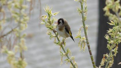European Goldfinch
