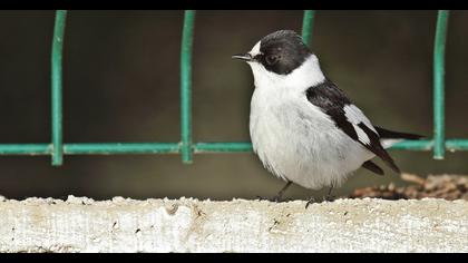 Collared Flycatcher