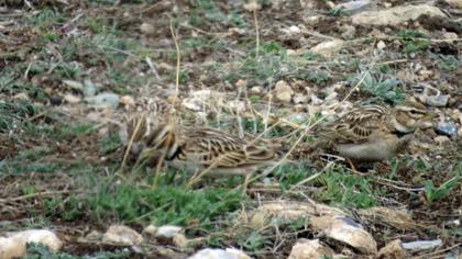 Bimaculated Lark