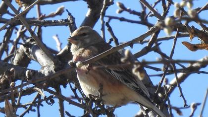 Common Linnet