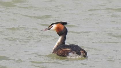 Great Crested Grebe