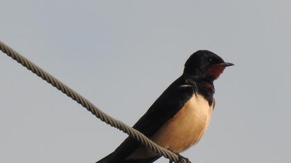Barn Swallow