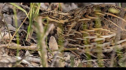 Common Quail