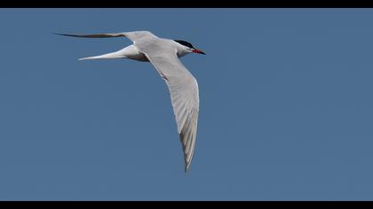 Common Tern
