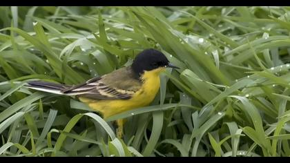 Western Yellow Wagtail