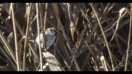 Eurasian Tree Sparrow