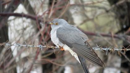 Common Cuckoo
