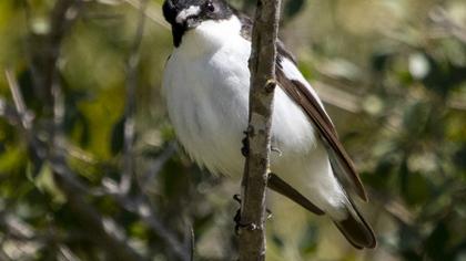European Pied Flycatcher