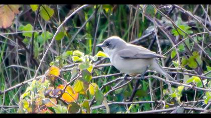 Küçük akgerdanlı ötleğen