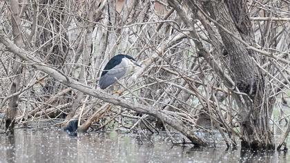 Black-crowned Night Heron