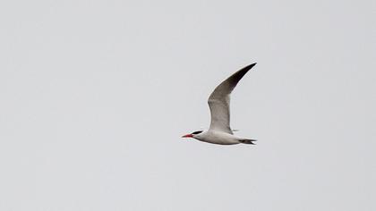 Caspian Tern