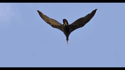 Northern Bald Ibis