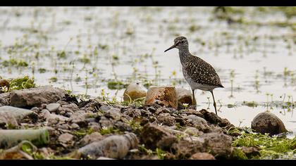 Wood Sandpiper