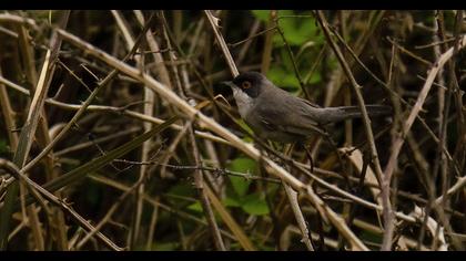 Menetries`s Warbler
