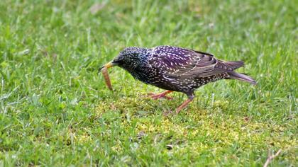 Common Starling