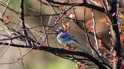 White Wagtail