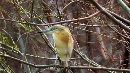 Squacco Heron