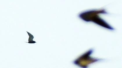 Black Tern
