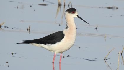 Black-winged Stilt