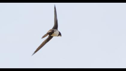 Alpine Swift