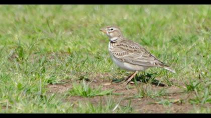 Calandra Lark