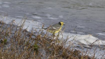 Citrine Wagtail