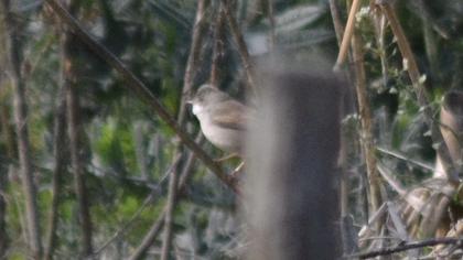 Common Whitethroat