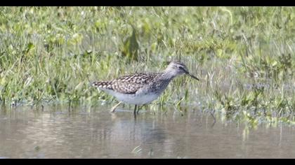 Wood Sandpiper