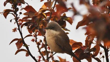 Lesser Whitethroat