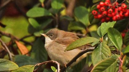 Common Whitethroat