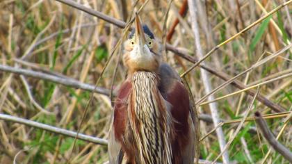 Purple Heron