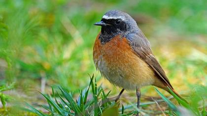 Common Redstart