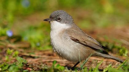 Lesser Whitethroat