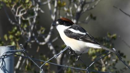 Woodchat Shrike
