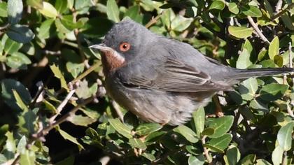 Subalpine Warbler