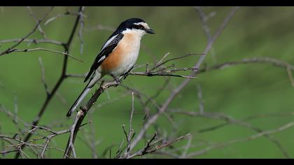 Masked Shrike